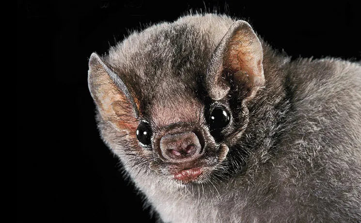 Tahlia Bat