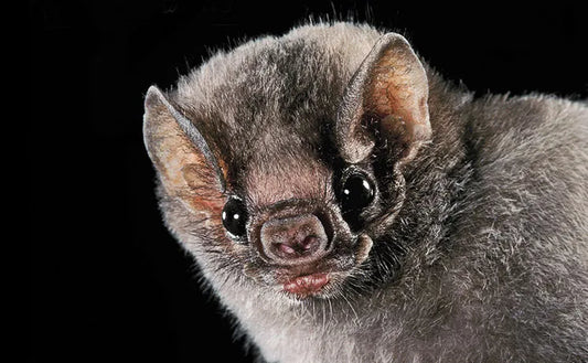 Tahlia Bat