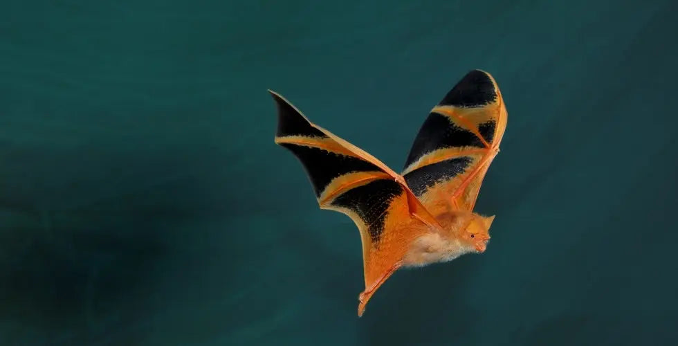 Tahlia Bat